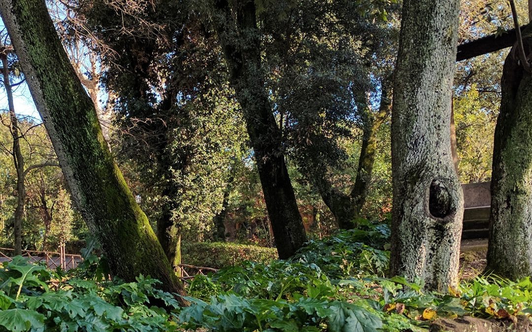 Info Parco strohl Fern
